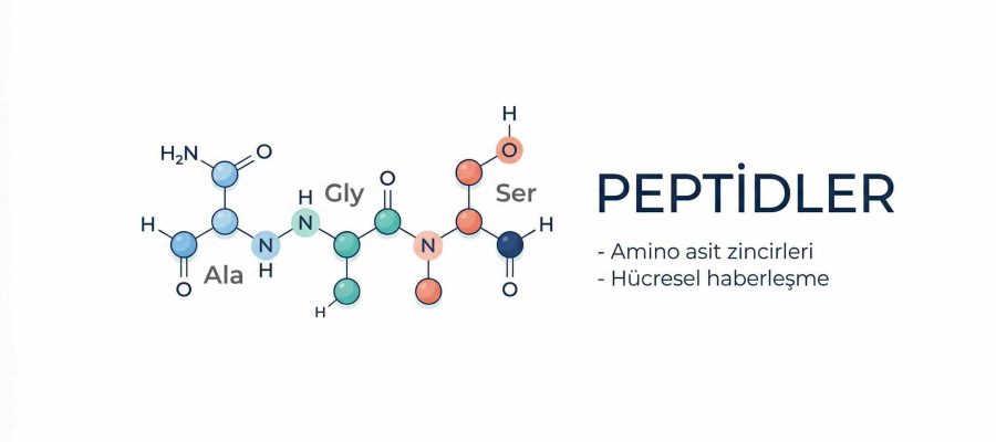 Peptitlerin Kimyasal Yapısı: Amino Asitlerin Birleşimi